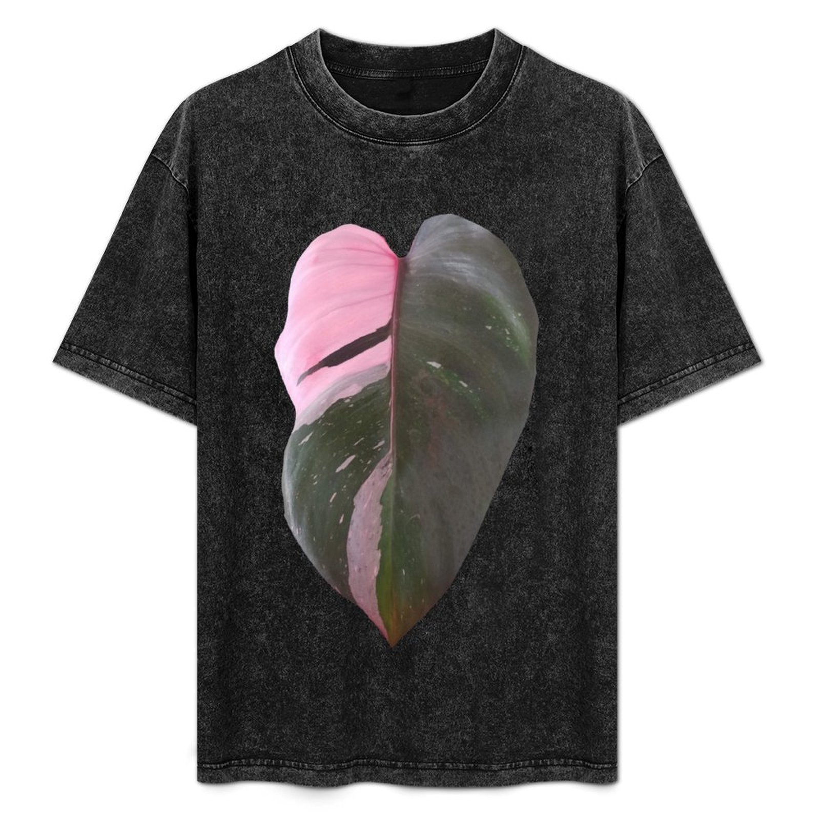 Pink Princess Philodendron Lea - Philodendron Pink Princess avis et prix